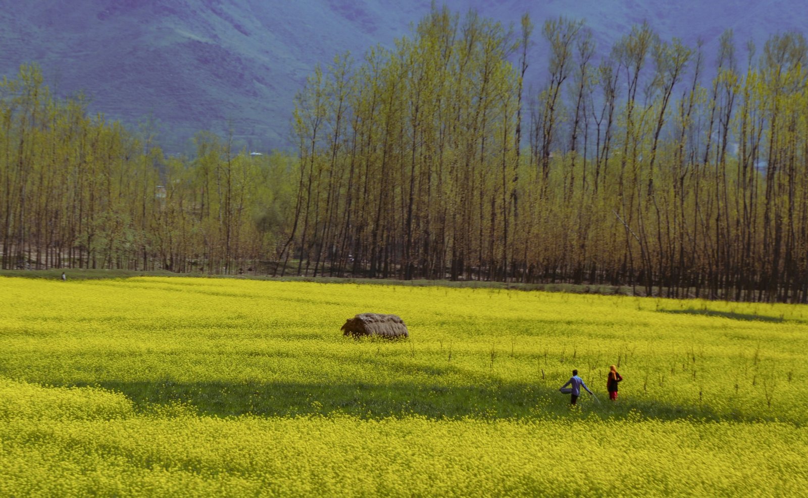 Fissure in Sandstone